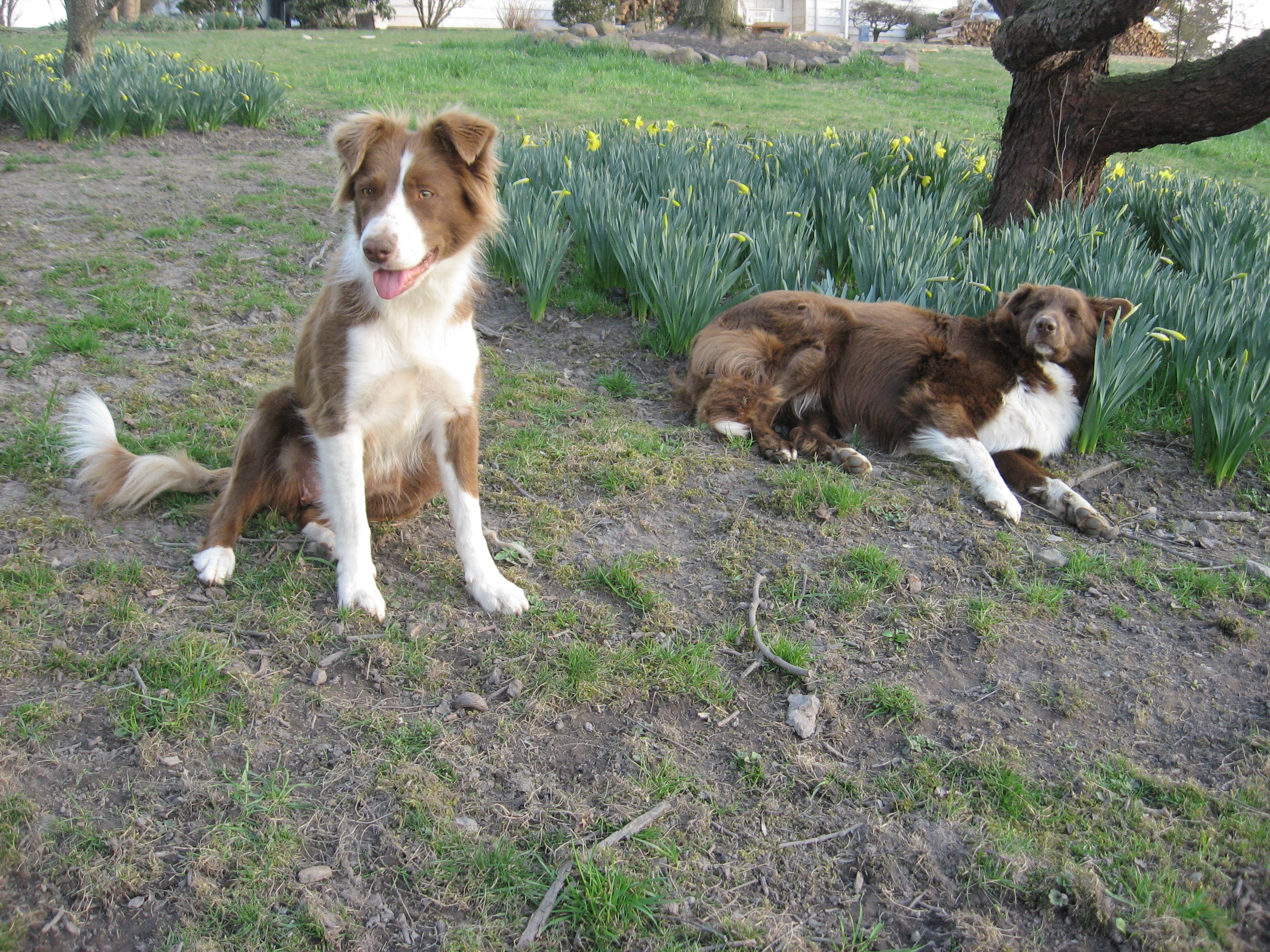 brindle border collie mix