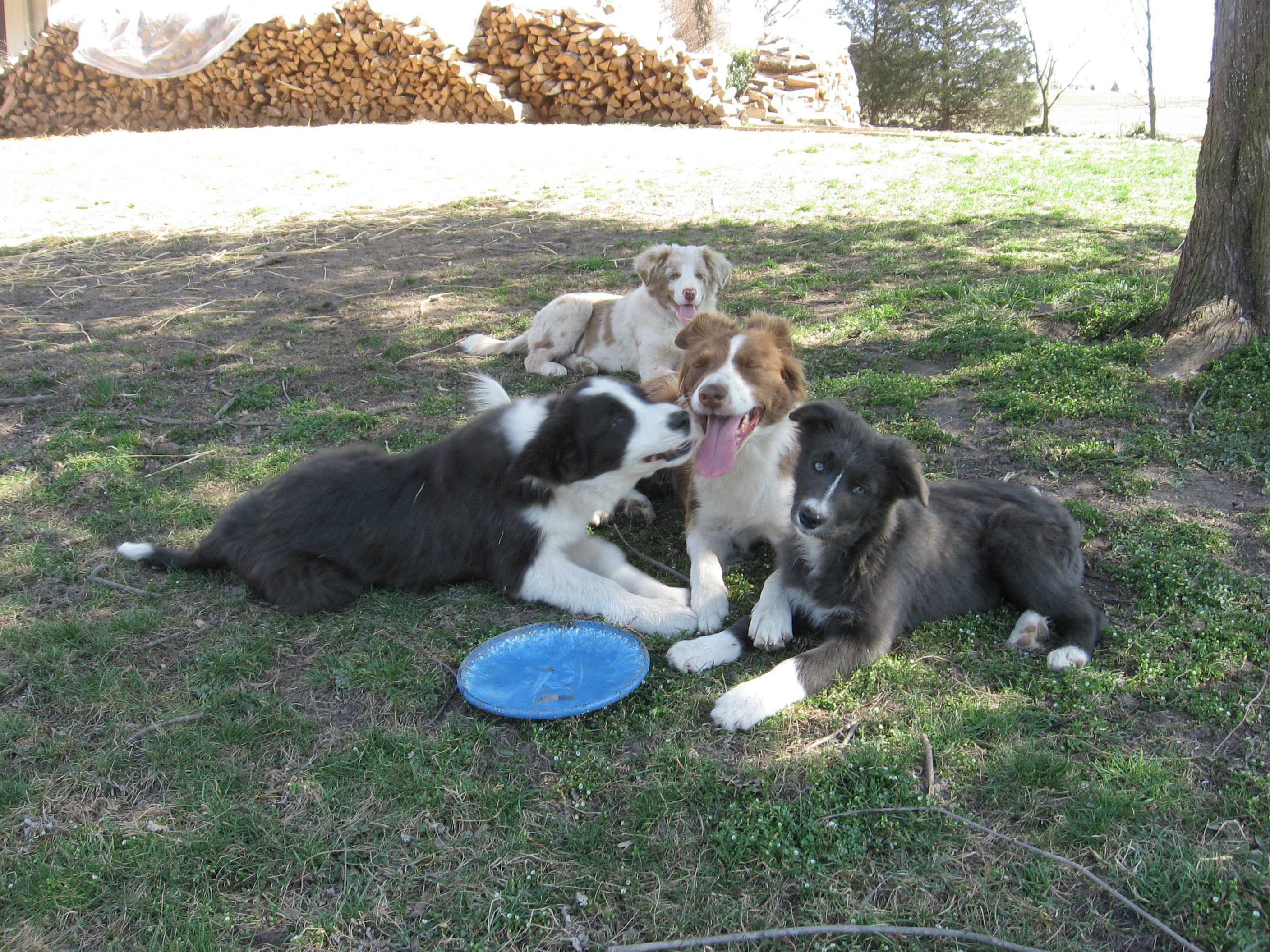 border collie puppies yorkshire and humber