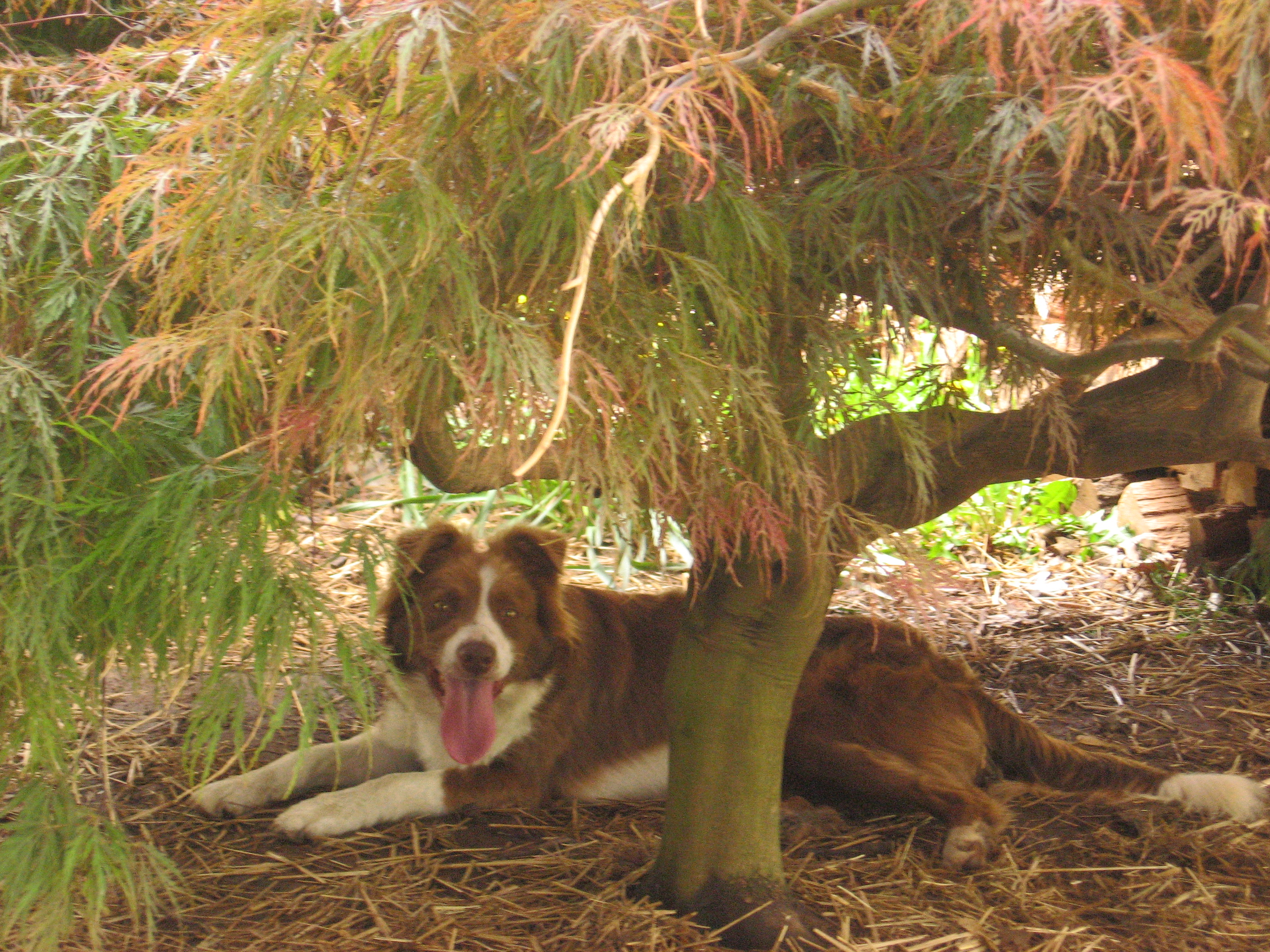 Red Border Collies For Sale In Pa