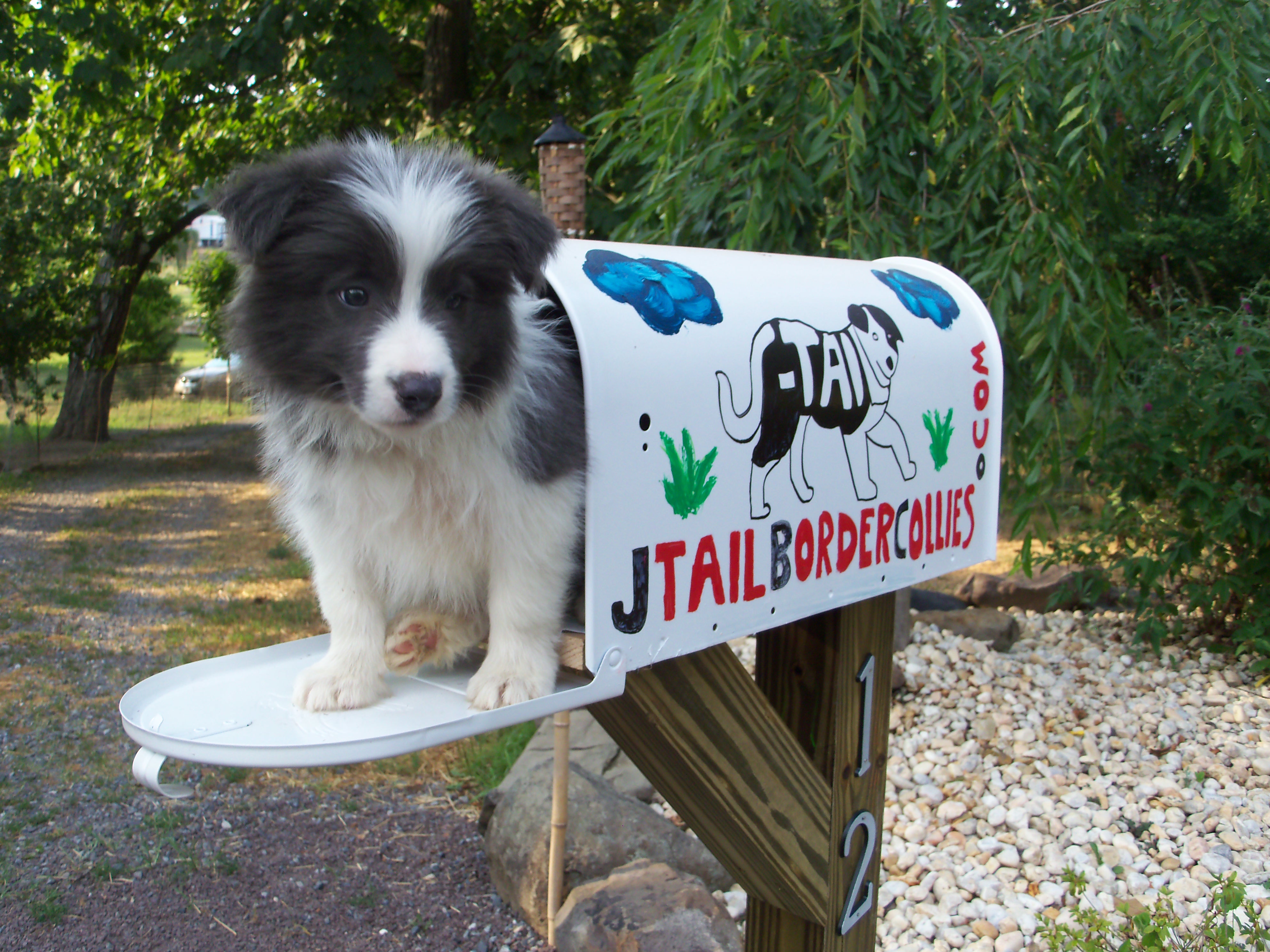 merle border collie breeders