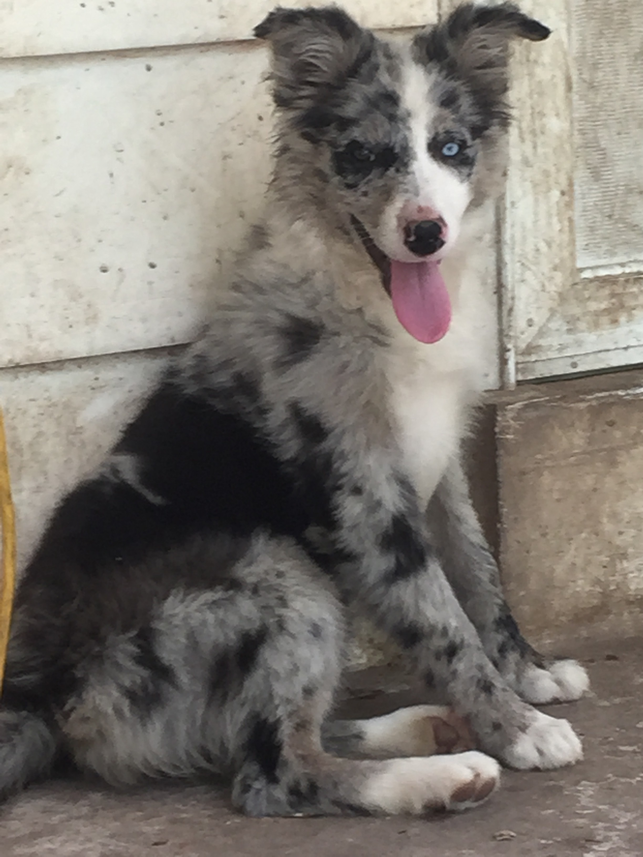 spotted border collie puppies