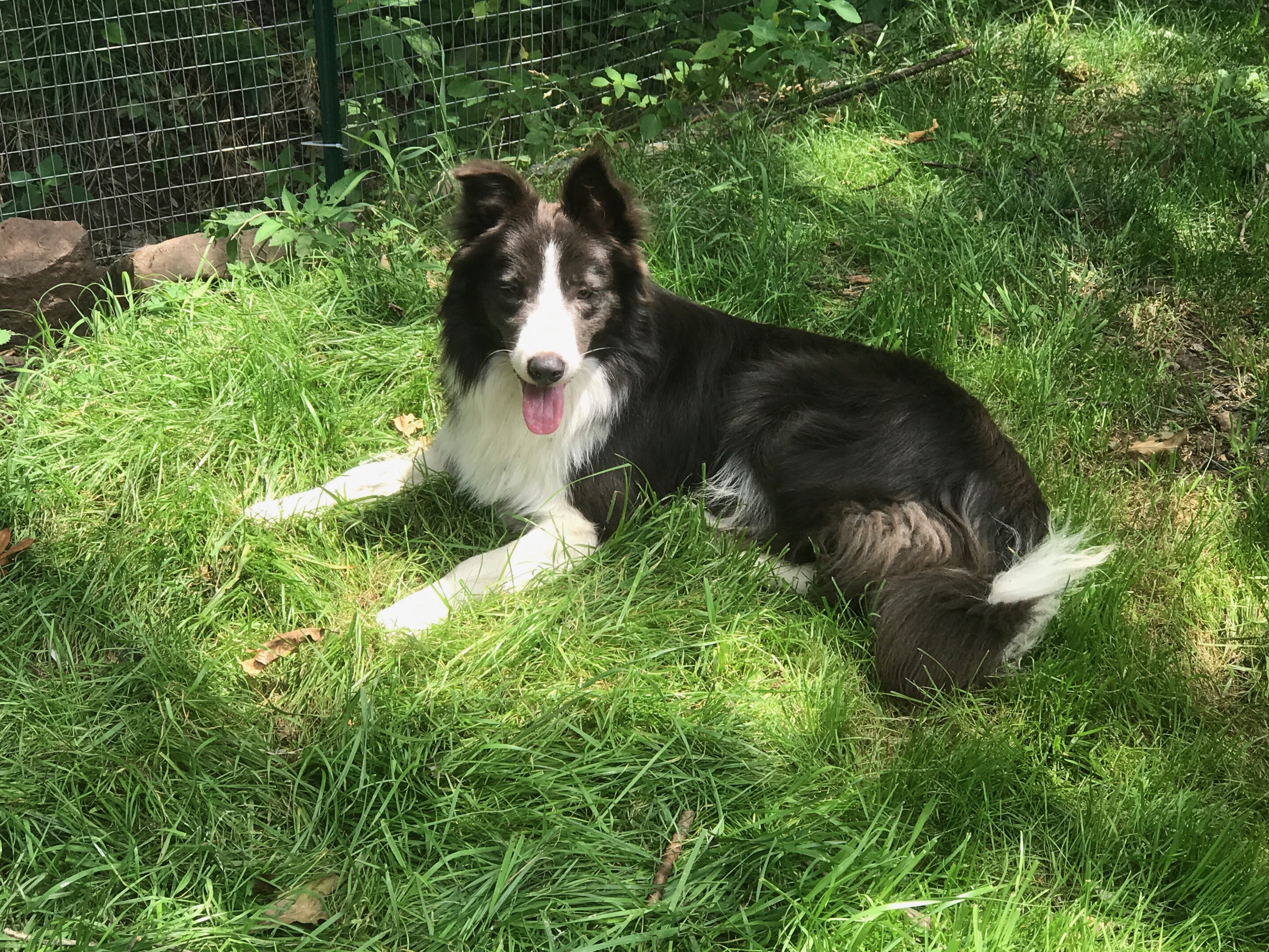 lilac white border collie