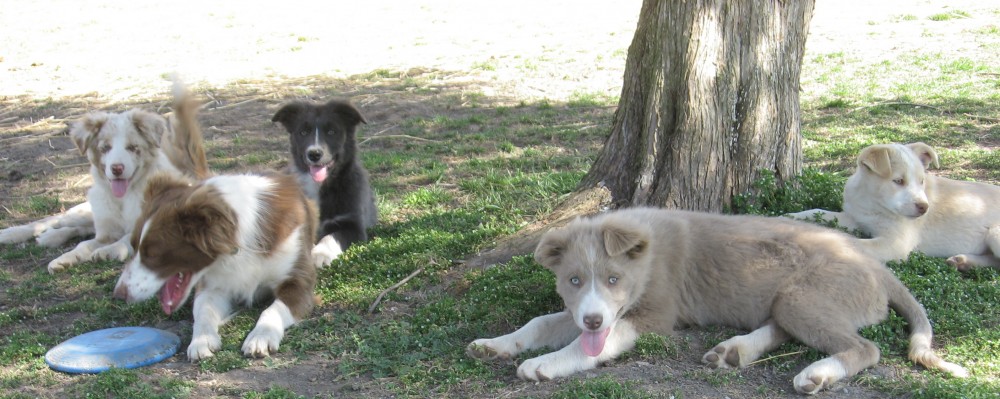Our Pack Border Collie Puppies For Sale From J Tail Border Colliesborder Collie Puppies For Sale From J Tail Border Collies