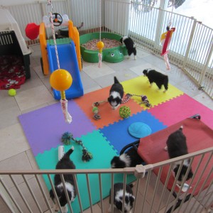 puppy playpen!