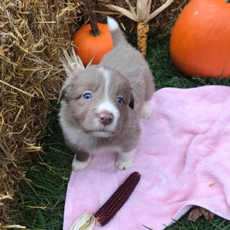 Available Puppies Border Collie Puppies For Sale From JTail Border